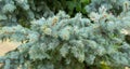 Picea pungens evergreen coniferous tree. beautiful branches of blue spruce