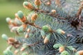 Picea Pungens `Glauca`, Blue Spruce Buds