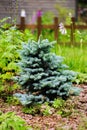 Picea pungens Glauca Globosa in the garden