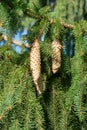 Picea schrenkiana evergreen fir tree with long cones, Christmas tree