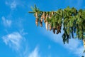 Picea schrenkiana evergreen fir tree with long cones on blue sky