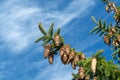 Picea schrenkiana evergreen fir tree with long cones on blue sky background copy space