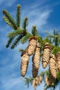 Picea schrenkiana evergreen fir tree with long cones on blue sky background copy space