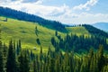 The picea schrenkiana on the hillside in the high mountain meadow Royalty Free Stock Photo