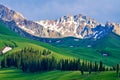 The picea schrenkiana and snow mountains in the high mountain meadow Royalty Free Stock Photo