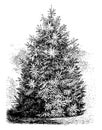 Picea Smithiana vintage illustration