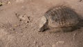 Pichi Armadillo Searching For And Eating Food