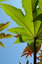 Picinus Communi green leaves against the sunny blue sky