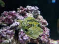 Pick a boo pufferfish Royalty Free Stock Photo