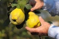 Pick harvesting ripe yellow quinces