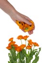 Pick of the medical calendula flowers