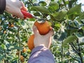 Picking oranges Royalty Free Stock Photo