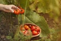 Pick ripe tomatoes from the bush, vegetables grown at home in the garden. Harvesting in autumn