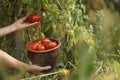 Pick ripe tomatoes from the bush, vegetables grown at home in the garden. Harvesting in autumn