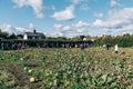 Pick your own pumpkin farm