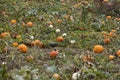Pick your own pumpkin patch growing orange, white, and green pumpkins, gourds, and squash Royalty Free Stock Photo