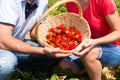Pick your own strawberries on a field Royalty Free Stock Photo