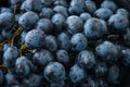 Picked black muscat grape or muscadine Royalty Free Stock Photo
