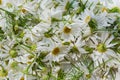 Picked chamomile flowers are laid out on the surface and prepared for drying. Traditional medicine