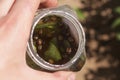 Picked Colorado potato beetles, Leptinotarsa decemlineata in salty water