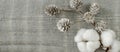 Picked cotton and mini distressed white pinecones on gray fabric