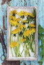 Picked dandelions flowers in box Royalty Free Stock Photo