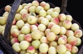 Picked fresh apricots in a basket.