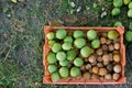 Picked and gathered black walnut from tree in a plastic container Royalty Free Stock Photo