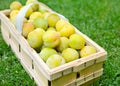 Picked greengage or plums in the basket