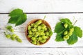 Picked herbal medicinal plant Humulus lupulus, the common hop or hops. Hops flowers in wood bowl on white wood background.