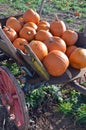 Picked pumpkins in old cart Royalty Free Stock Photo