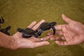 Picked Sea Turtles