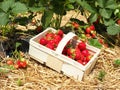 Picked Strawberries in a Box on a Field Royalty Free Stock Photo