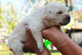 Picked up labrador puppies - three weeks old. Royalty Free Stock Photo