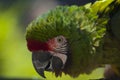 Close up Pickels a Great Green Military Parrot helps with the LA Zoo conservation efforts