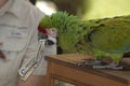 Pickels a Great Green Military Parrot helps with the LA Zoo conservation efforts Royalty Free Stock Photo