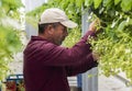 Picker Male in Strawberry Greenhouse