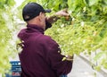 Picker Strawberry in Greenhouse Holland