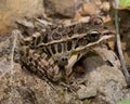 Pickerel Frog Royalty Free Stock Photo