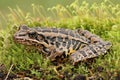 Pickerel Frog Lithobates Rana palustris Royalty Free Stock Photo