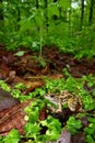 Pickerel Frog (Rana palustris)