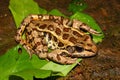 Pickerel Frog (Rana palustris) Royalty Free Stock Photo