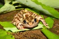 Pickerel Frog (Rana palustris) Royalty Free Stock Photo