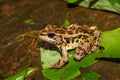 Pickerel Frog (Rana palustris) Royalty Free Stock Photo