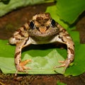 Pickerel Frog (Rana palustris) Royalty Free Stock Photo