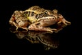 Pickerel Frog Studio Portrait Royalty Free Stock Photo