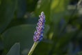 Pickerel Rush Water hyacint (Pontederia cordata) Royalty Free Stock Photo