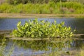 Pickerel Rush Water hyacint (Pontederia cordata) Royalty Free Stock Photo