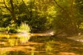 Pickerel Weed at the forest of Prokopi in Euboea in Greece. A beautiful reflection of a water plant.