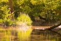 Pickerel Weed at the forest of Prokopi in Euboea in Greece. A beautiful reflection of a water plant.